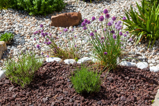 Jardin d'agr&eacute;ment et botanique - Plants de thyms, lavande zvec un paillage de galets et pouzolanne