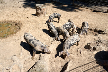 brown young pigs with black spots 