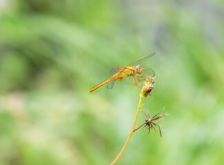 close up of a dragonfly