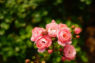 Pink Rose at Rose Garden in Japan - ピンク バラ ローズ ガーデン 日本