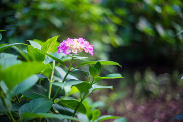 Obraz premium 紫陽花の花