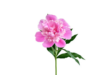 pink peony with green leaves isolated on white background