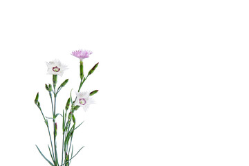 white and lilac carnations isolated on white background