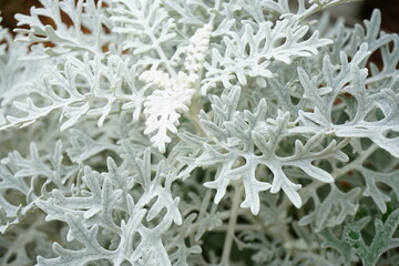 White colored grass, Silver ragwort - シロタエギク 白妙菊