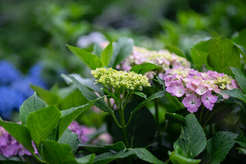 紫陽花の花