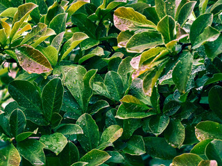 Background of fresh green leaves.