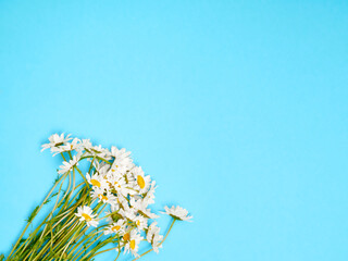 Chamomile flowers on blue background. Flat lay, top view, copy space.