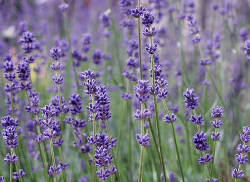 Soft focus on lavender flowers. © Kulbabka