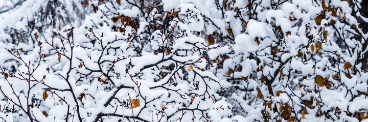 Snow on the branches of trees and bushes after a snowfall. Beautiful winter background with snow-covered trees. Plants in a winter forest park. Cold snowy weather. Cool panoramic texture of fresh snow