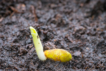 Young seedlings speckled Monstera seeds