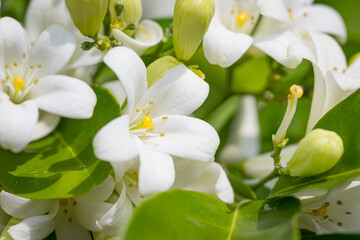 Obraz premium Heart-shaped white glass murraya flower