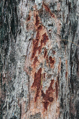 background nature tree texture natural beautiful trees wood