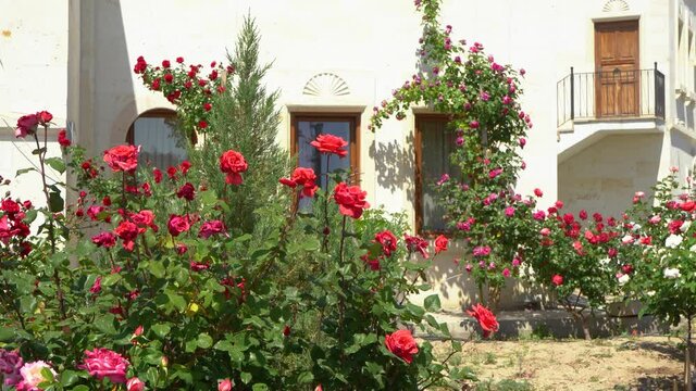 4k video footage of beautiful roses floral blossom on street in Goreme town, Cappadocia, Turkey