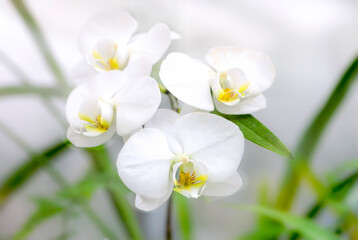 Naklejka na ściany i meble white and yellow orchid flowers