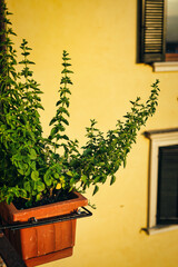 Fototapeta na wymiar Pot of basil on a balcony. Beautiful basil plant absorbs the rays of the setting sun on the balcony of an Italian house. Chlorophyll photosynthesis and aromatic plants for the kitchen.
