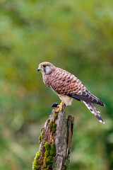 Common Kestrel with a Kill