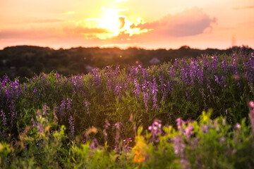 Naklejka premium Vicia tenuifolia flowers on sunset in the field. Beautiful sundown in the village. Violet wild flowers in the meadow with natural back light. Rural scene of nature