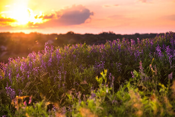 Vicia tenuifolia flowers on sunset in the field. Beautiful sundown in the village. Violet wild flowers in the meadow with natural backlight. Rural scene of nature
