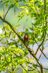Chaffinch on a branch in a tree