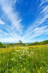 Meadow flowers and Cirrus cloud in the sky
