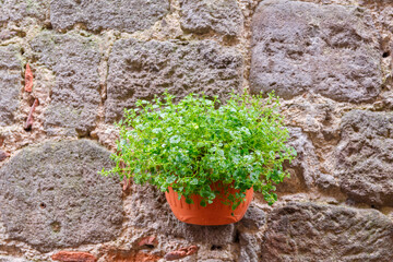 Green plant in pots on a house wall