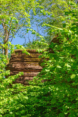 Rock face in a leafy forest at summer