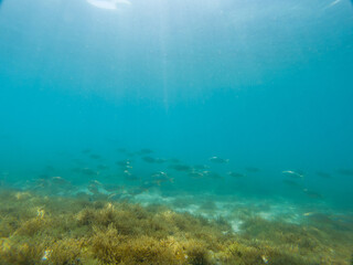 Fototapeta na wymiar Fish on the seabed feeding on algae