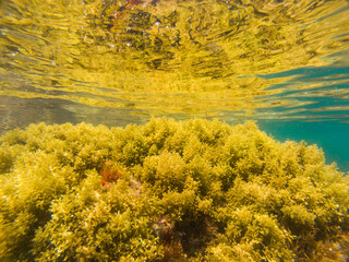 Close-up under the sea of a yellow marine plant reflected in the water