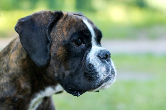 Beautiful portrait of brindle boxer dog outside 