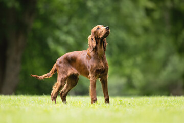 portrait of a setter