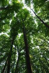 backdrop of trees inside a German forest 