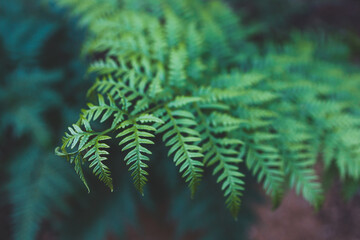 close-up of green fern leaves with intricate details and geometry