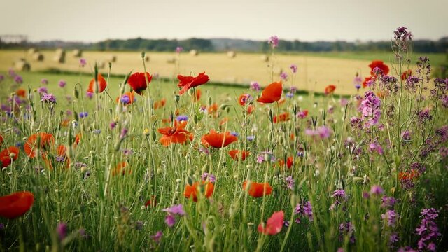Sch&ouml;ne Wildblumenwiese im Sommer