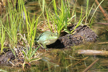 Cute little North American bullfrog standing on a wet log in a green lake in the swamplands - obrazy, fototapety, plakaty