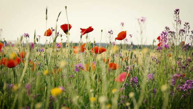 Sch&ouml;ne Wildblumenwiese im Sommer