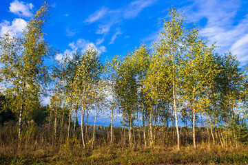 beautiful birch grove on the edge of the field on a sunny autumn evening
