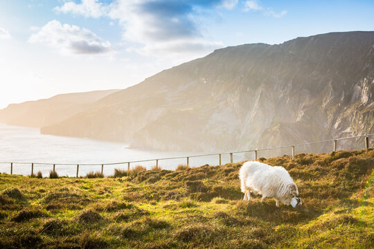 Slieve League Schaf in Irland Meer Ozean K&uuml;ste Atlantik Klippen Felsen Landschaft Natur / Ireland, Sea Ocean Coast Atlantic Cliffs Rock Landscape Nature