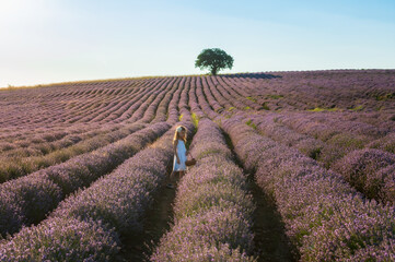 Fototapeta premium Beautiful little girl enjoying and running between rows of blooming lavender field at golden hour before sunset