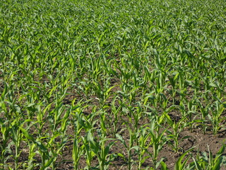 Obraz premium Corn field in early summer 2021