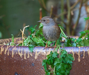 Dunnock, Heggenmus, Prunella modularis