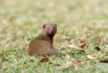 Dwergmangoest, Dwarf Mongoose, Helogale parvula