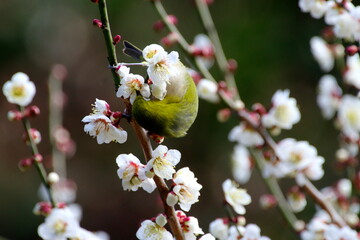 メジロに白梅