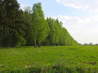 expanse of the Russian field in early spring with tender birches