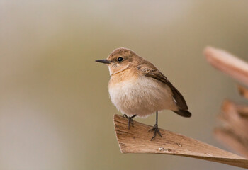 Oostelijke Blonde Tapuit, Eastern Black-eared Wheatear, Oenanthe melanoleuca