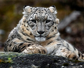 Fototapeta na wymiar Snow leopard on the stone. Latin name - Uncia uncia 