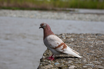 A feral pigeon Columba livia on the rocks near a river