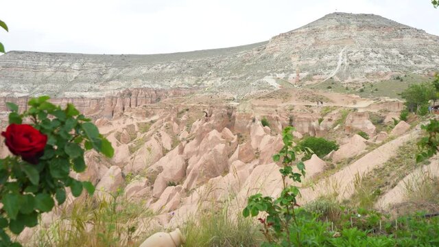 Closeup view 4k stock video footage of beautiful bright blooming roses flowers growing outside isolated on scenic mountain valley landscape of Cappadocia, Turkey. Focus slides from horizon to red rose