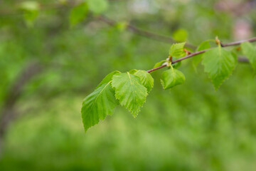 birch branch Betula pendula, silver birch, warty birch, European white birch with young green leaves