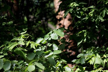 green leaves on tree branches 