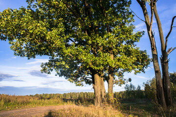 old oaks, illuminated by the rays of the setting autumn sun.a small oak grove at the edge of the field	